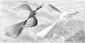 1888 - Tissandier - Cerf-volant chinois en forme d'oiseau.png
